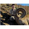Image 7 : IDAHO BIGHORN SHEEP