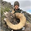 Image 4 : STATE OF NEVADA NELSON DESERT BIGHORN SHEEP TAG 2026