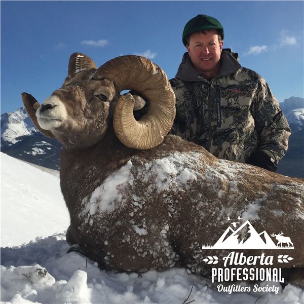 ALBERTA MINISTER’S SPECIAL LICENCE, ROCKY MOUNTAIN BIGHORN SHEEP