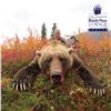 Image 2 : 8-DAY BROWN/GRIZZLY AND 2 BLACK BEAR HUNT FOR 1 ADULT AND 1 YOUTH HUNTER