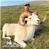 Image 4 : 12 - DAY DALL’S SHEEP/WOLF/WOLVERINE HUNT IN THE NORTHWEST TERRITORIES FOR 1 HUNTER & amp;