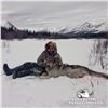 Image 6 : 12 - DAY DALL’S SHEEP/WOLF/WOLVERINE HUNT IN THE NORTHWEST TERRITORIES FOR 1 HUNTER & amp;