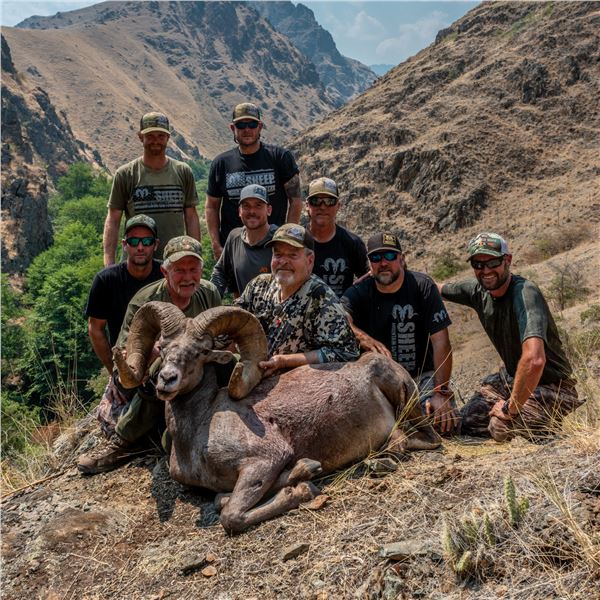 2026 OREGON BIGHORN SHEEP TAG