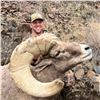 Image 4 : 2026 OREGON BIGHORN SHEEP TAG