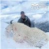 Image 2 : 11-DAY TROPHY MOUNTAIN GOAT HUNT FOR 1 HUNTER IN REMOTE BRITISH COLUMBIA