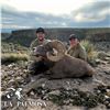 Image 4 : 10-DAY LA PALMOSA DESERT SHEEP HUNT FOR 1 HUNTER AND 2 NON-HUNTERS
