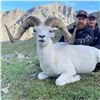 Image 2 : KLUANE FIRST NATION DALL’S SHEEP