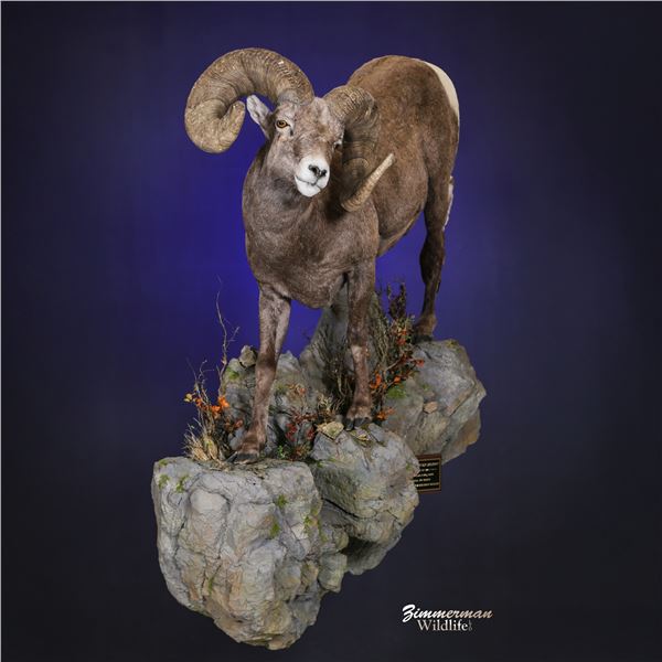 LIFE-SIZE WILD SHEEP MOUNT WITH BASE