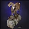 Image 1 : LIFE-SIZE WILD SHEEP MOUNT WITH BASE