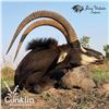 Image 3 : 5-DAY SABLE ANTELOPE HUNT IN ZAMBIA FOR 1 HUNTER AND 1 NON-HUNTER (Trophy fee for 1 sable ( $ 8,000)