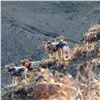Image 2 : ALTAI ARGALI CONSERVATION PERMIT IN MONGOLIA
