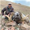 Image 3 : ALTAI ARGALI CONSERVATION PERMIT IN MONGOLIA