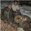 Image 2 : BLACKFEET NATION BIGHORN SHEEP PERMIT