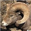 Image 4 : BLACKFEET NATION BIGHORN SHEEP PERMIT