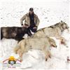 Image 3 : 10-DAY SPRING GRIZZLY BEAR & WOLF HUNT FOR 1 HUNTER