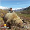 Image 4 : 10-DAY SPRING GRIZZLY BEAR & WOLF HUNT FOR 1 HUNTER