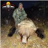 Image 5 : 10-DAY SPRING GRIZZLY BEAR & WOLF HUNT FOR 1 HUNTER