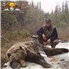 Image 7 : 10-DAY SPRING GRIZZLY BEAR & WOLF HUNT FOR 1 HUNTER