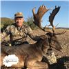 5-day Fallow deer and European mouflon (any size) for 1 hunter and 1 non-hunter