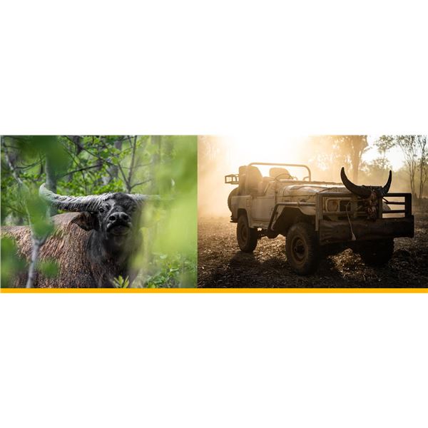AUSTRALIA BUFFALO HUNT FOR 2 HUNTERS, INCLUDING BUFFALO COW AND WILDBOAR