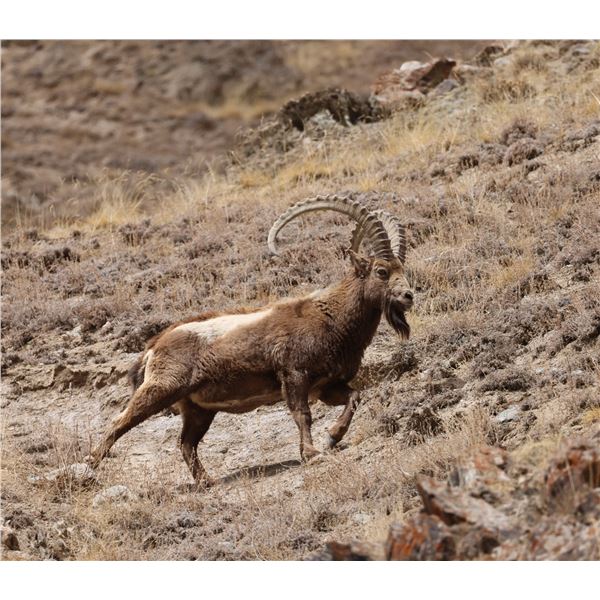 12-DAY VIP TIEN SHAN IBEX HUNT IN KYRGYZ REPUBLIC FOR 1 HUNTER
