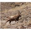 12-DAY VIP TIEN SHAN IBEX HUNT IN KYRGYZ REPUBLIC FOR 1 HUNTER