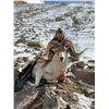 Image 1 : 12-DAY VIP MARCO POLO HUNT IN KYRGYZ REPUBLIC FOR 1 HUNTER