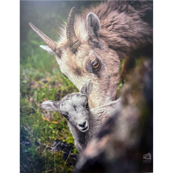 A Photograph by Darryn Epp