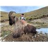 Image 2 : Three Free Range Bull Tahr + $1,000 USD Trophy Credit for 2nd Trophy with Real Kiwi Hunting Outfitte