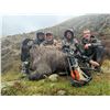 Image 3 : Three Free Range Bull Tahr + $1,000 USD Trophy Credit for 2nd Trophy with Real Kiwi Hunting Outfitte