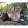 Image 4 : Three Free Range Bull Tahr + $1,000 USD Trophy Credit for 2nd Trophy with Real Kiwi Hunting Outfitte