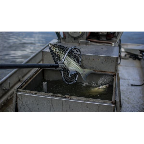 LOCHOW RANCH POND & LAKE MANAGEMENT: Pond/Lake Electrofishing Survey and Florida Bass Stocking - Tex
