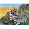 Image 2 : NEW ZEALAND SAFARIS: 4-Day Guided Wallaby and Fallow Deer Hunt for 2 Hunters and 2 Observers in New