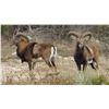 Image 2 : TEXAS DIVIDE RANCH: 2-Day, 1x1 Guided Red Sheep Ram Hunt in West Texas for One Hunter
