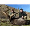 Image 7 : TROPHY HUNTING SPAIN: European Roe Deer Hunt for Two Couples in Catalonia, N.E. of Spain