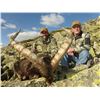 Image 8 : TROPHY HUNTING SPAIN: European Roe Deer Hunt for Two Couples in Catalonia, N.E. of Spain