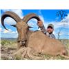 Image 3 : HIGH WEST OUTFITTERS: Aoudad (Barbary Sheep) Hunt in the High Deserts of the Trans-Pecos Region of W