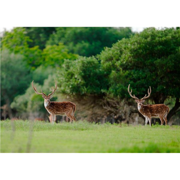 VARA RANCH: 3-Day Trophy Axis Hunt for One Hunter in Columbus, Texas