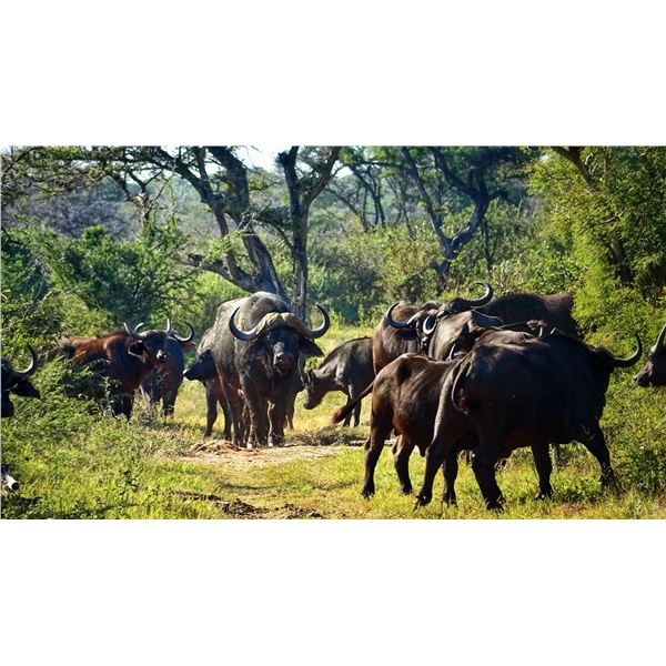 KWALATA SAFARIS PTY (LTD): 7-Day / 8-Night Safari for Two Hunters for Buffalo Cow, Blue Wildebeest B