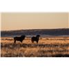 Image 2 : EASTCAPE & KAROO SAFARIS: "Father & Son" 4-Day Adventure in South Africa