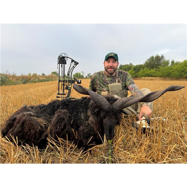 SAFARI ART: 6-Nights, 3-Hunting Days, 2-Tourism Days Raka Sheep Hunt in Serbia