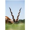 Image 1 : CEDAR COVE RANCH: 3-Day, 2-Night All Inclusive Stay in East Texas With Trophy Aoudad or Blackbuck Hu