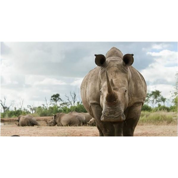 KHANGELA AFRICAN SAFARIS: 7-Day Hunt for Three Hunters for Three Impala, Three Warthog, Rhino Vita D