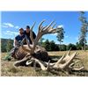 Image 1 : BIG 5 LODGE: 3-Day, 2-Night Trophy Red Deer Stag Hunt for One Hunter in PA