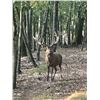 Image 2 : BIG 5 LODGE: 3-Day, 2-Night Trophy Red Deer Stag Hunt for One Hunter in PA