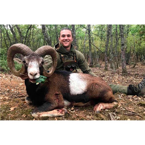 SAFARI INTERNATIONAL MACEDONIA: 5-Day Mountain Hunt for Fallow Buck and Mouflon Ram in Macedonia's W
