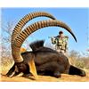 Image 2 : QUAGGA SAFARIS: 7-Day Sable Safari for One Hunter Including Trophy Fees for One Trophy Sable Bull (u