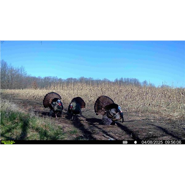 MIDWEST CUSTOM HUNTS: 3-Day High Octane Guided Northeast Missouri Spring Turkey Hunt for One Hunter