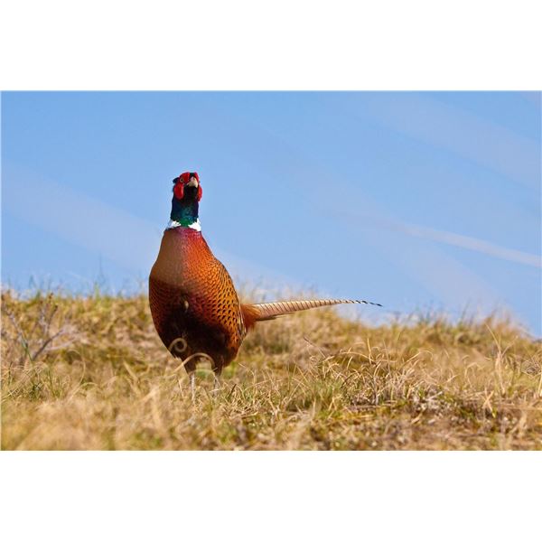 DETAIL COMPANY ADVENTURES: Upland Bird Shooting: Arkansas-Texas Border