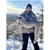Image 1 : DB OUTFITTING: 5 Days, 6 Nights, Canadian Lynx Hunt for One Hunter